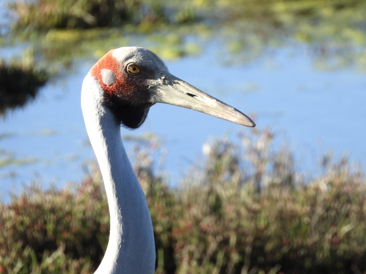 Brolga - ML643168542