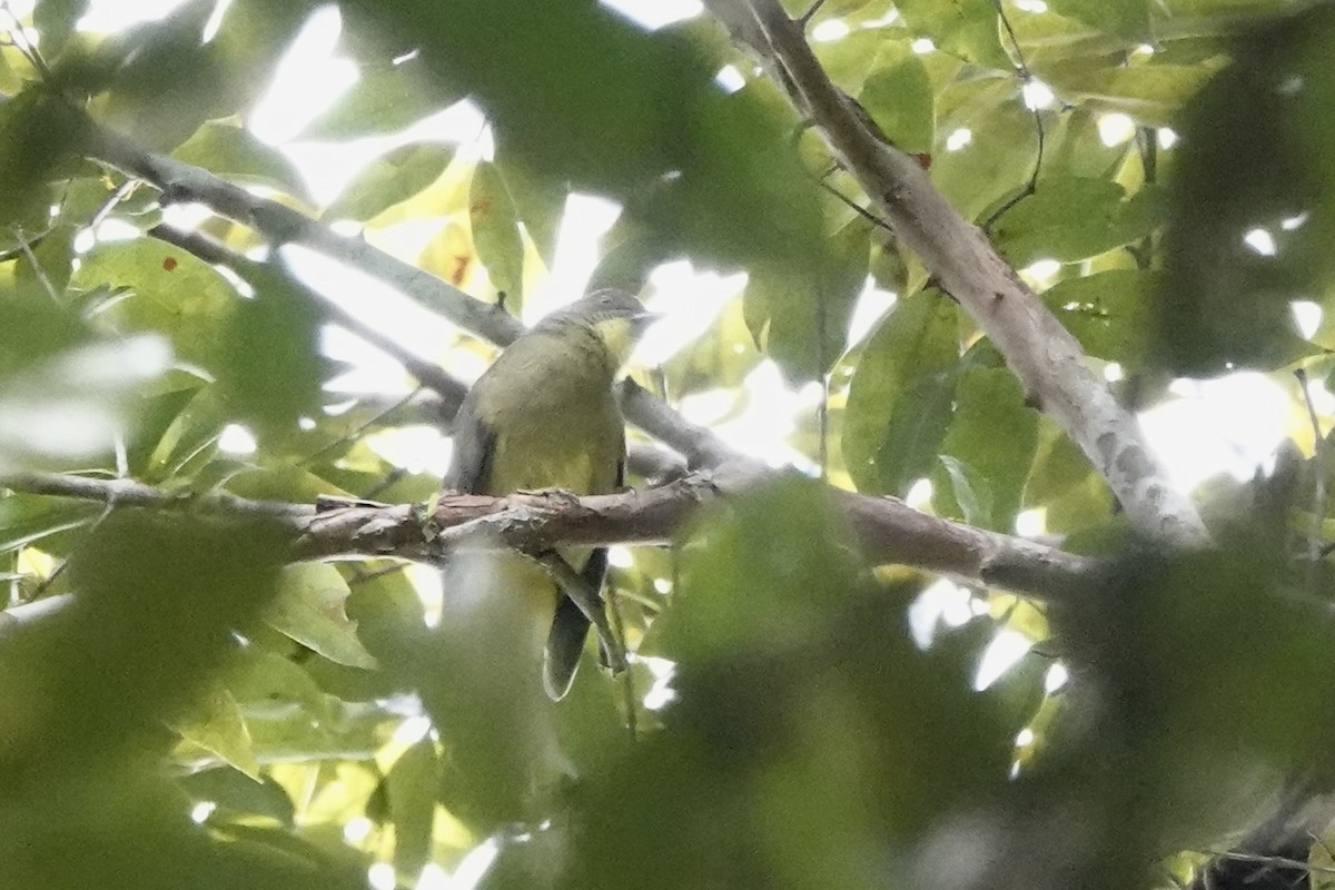 Finsch's Bulbul - ML643168547
