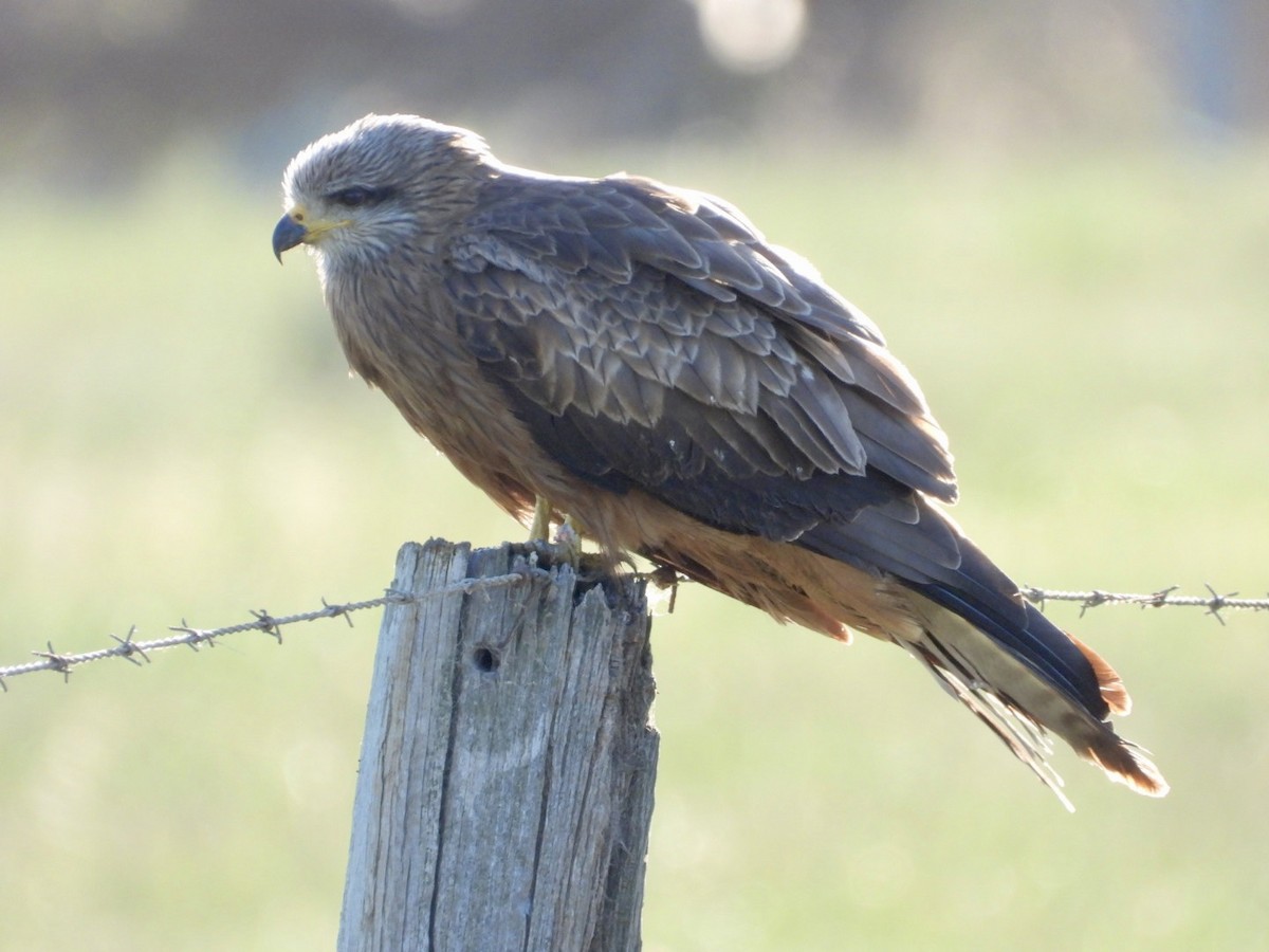 Black Kite - ML643168548