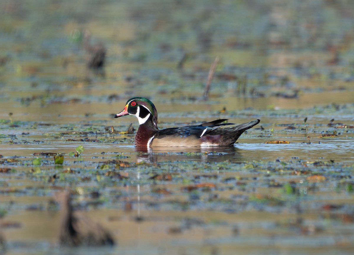 Pato Joyuyo - ML643168553