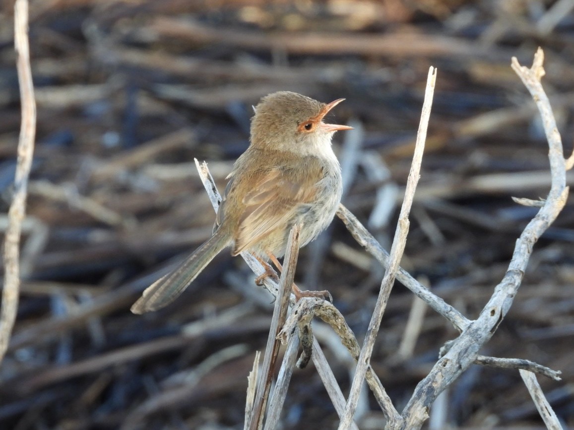 Superb Fairywren - ML643168554