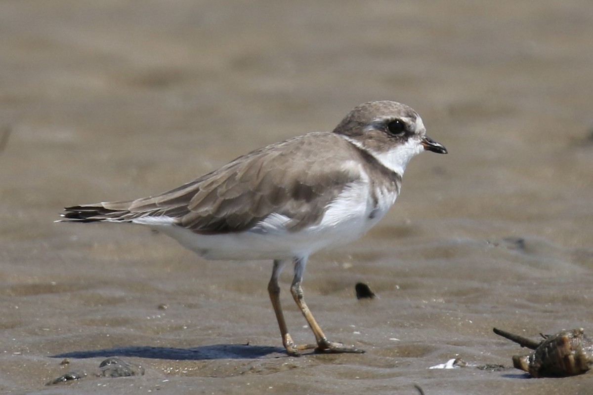 Semipalmated Plover - ML643168556