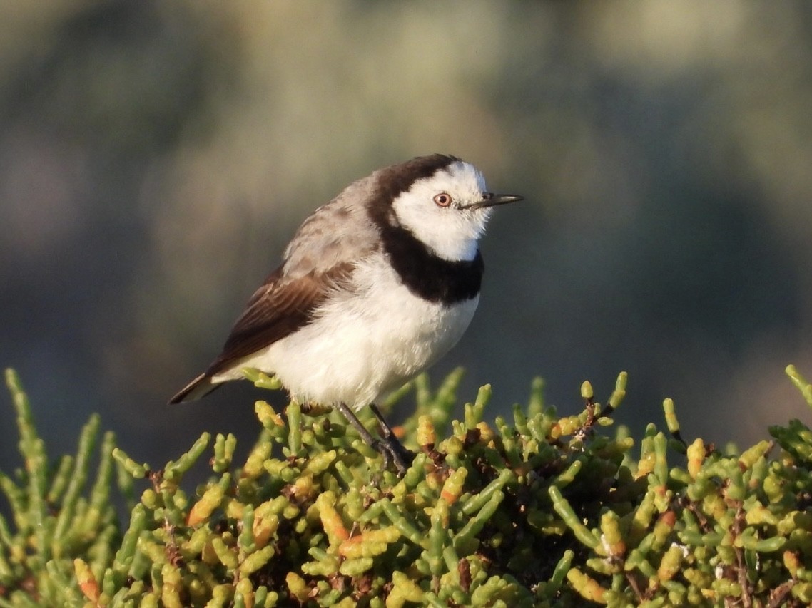 White-fronted Chat - ML643168559