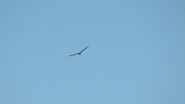 Swamp Harrier - ML643168567