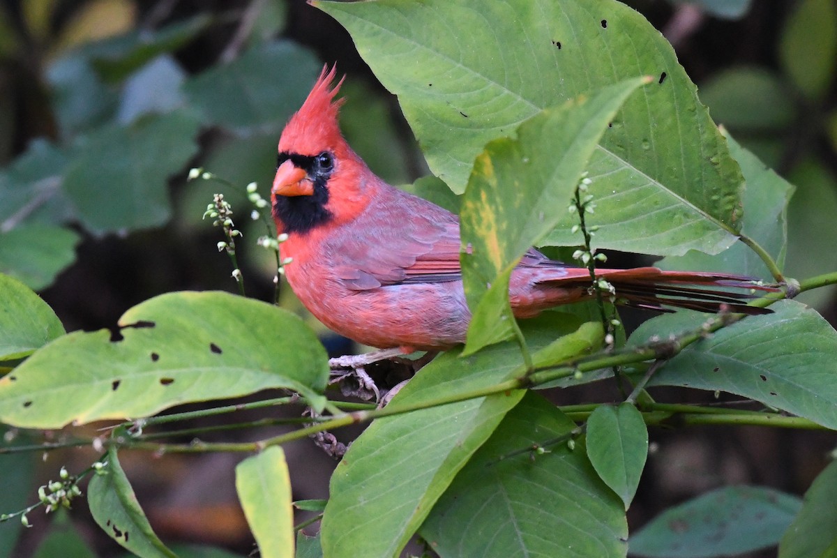 Northern Cardinal (Common) - ML643168570
