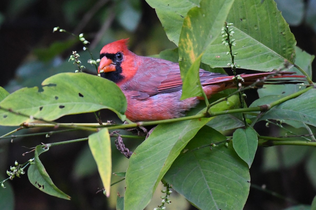 Northern Cardinal (Common) - ML643168571