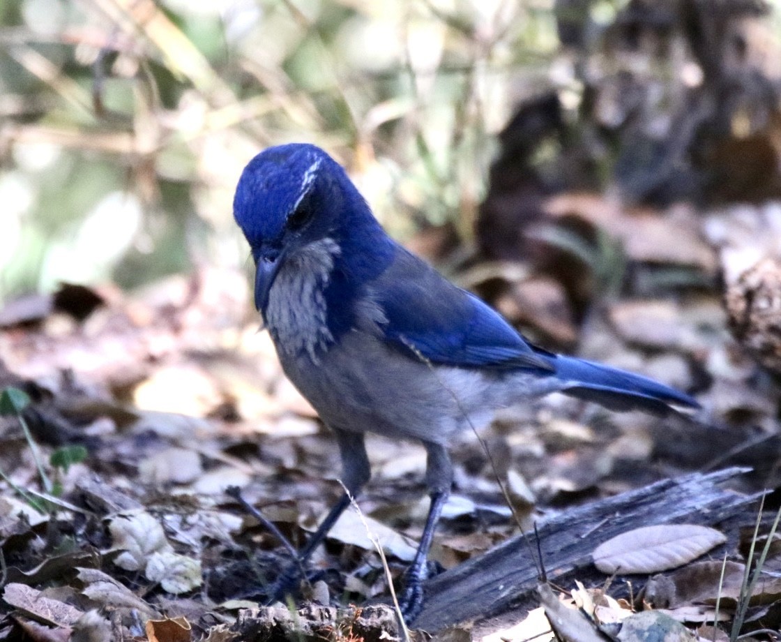 California Scrub-Jay - ML643168572