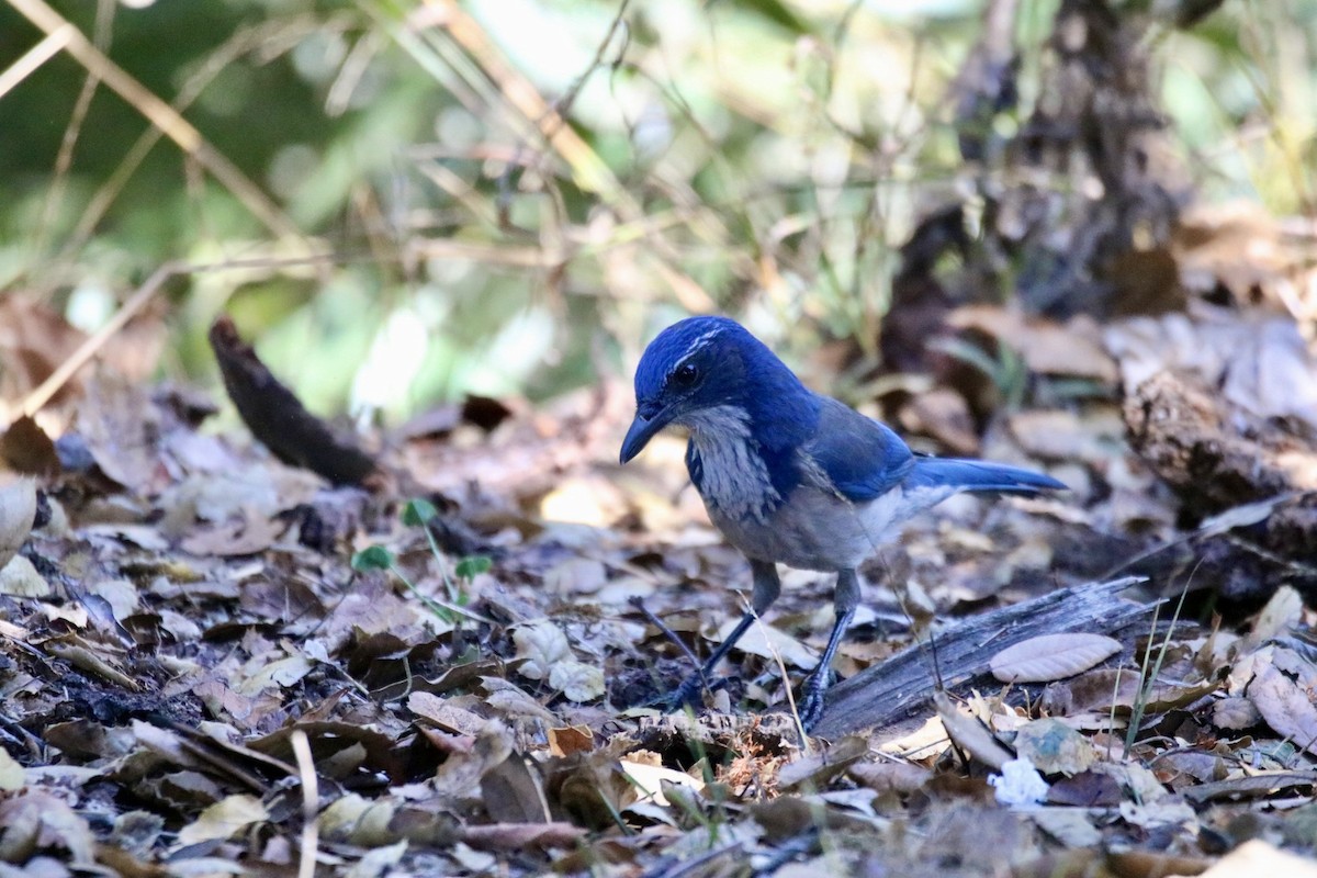 California Scrub-Jay - ML643168573