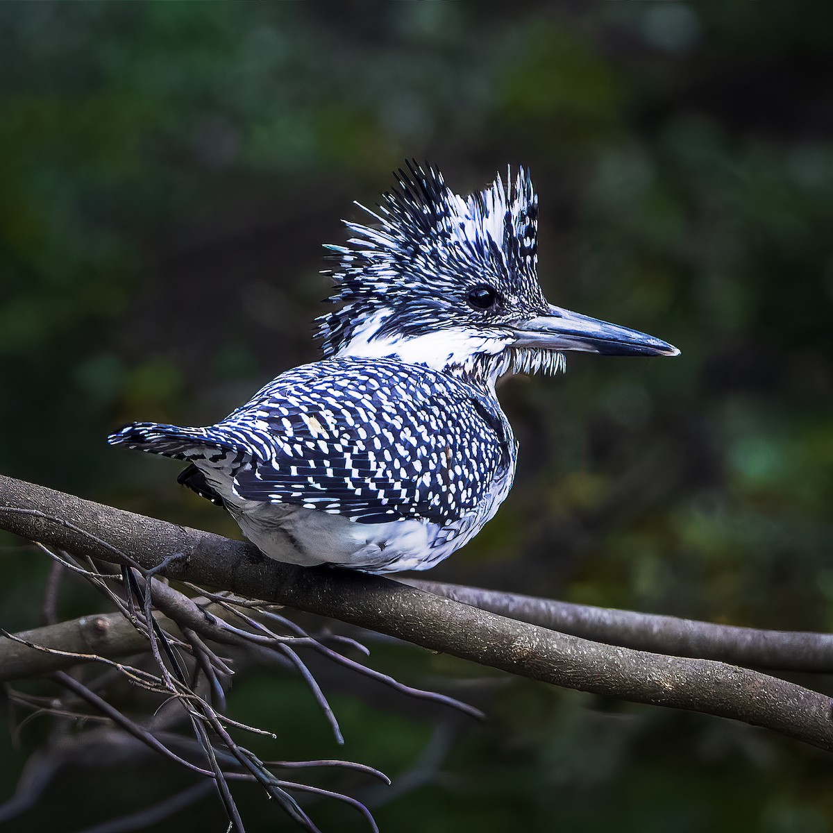 Crested Kingfisher - ML643168577
