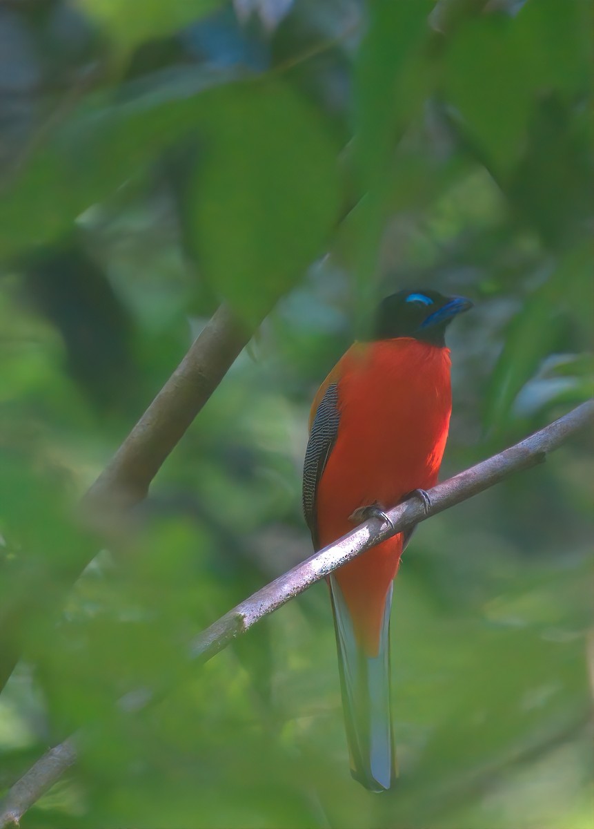 Scarlet-rumped Trogon - ML643168582
