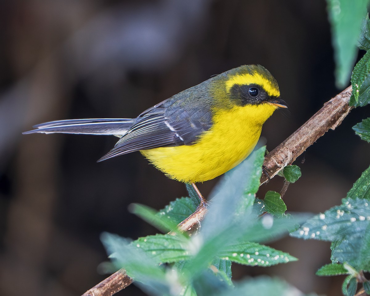 Yellow-bellied Fairy-Fantail - ML643168583