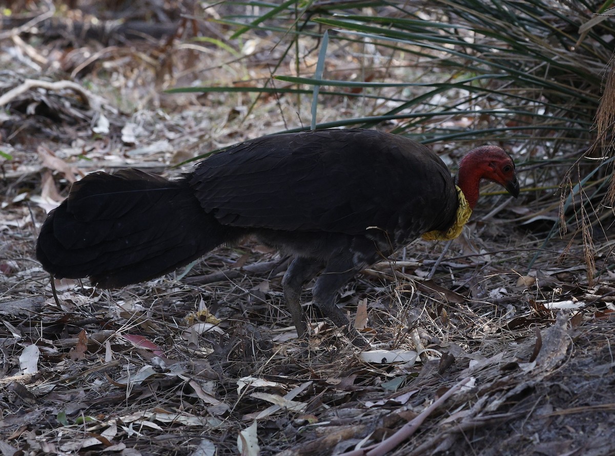 Australian Brushturkey - ML643168622