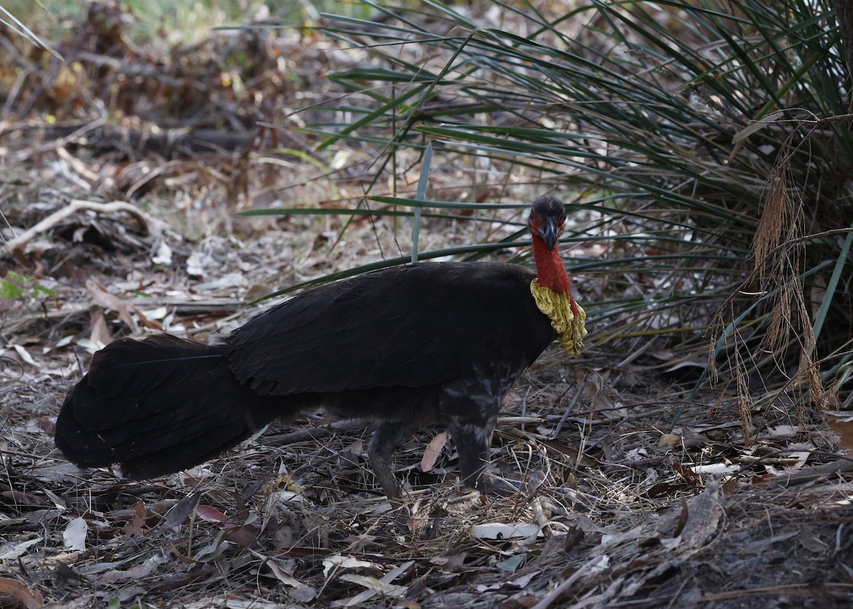 Australian Brushturkey - ML643168623
