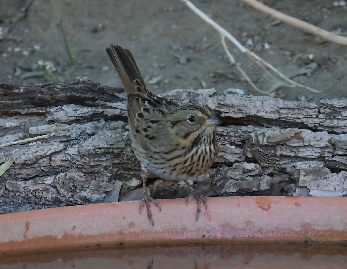 Lincoln's Sparrow - ML643168634