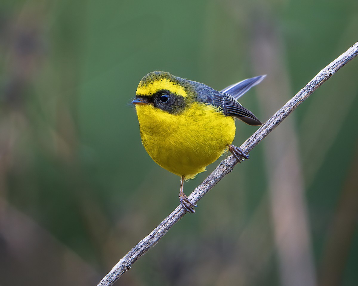 Yellow-bellied Fairy-Fantail - ML643168642