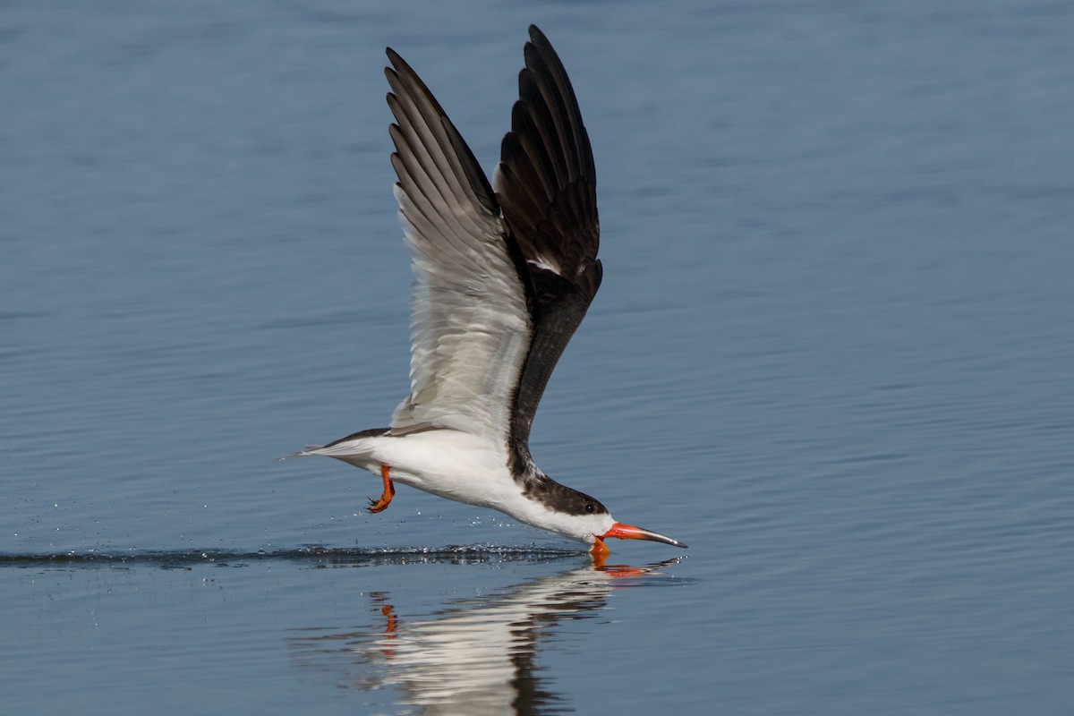 Black Skimmer - ML643168646
