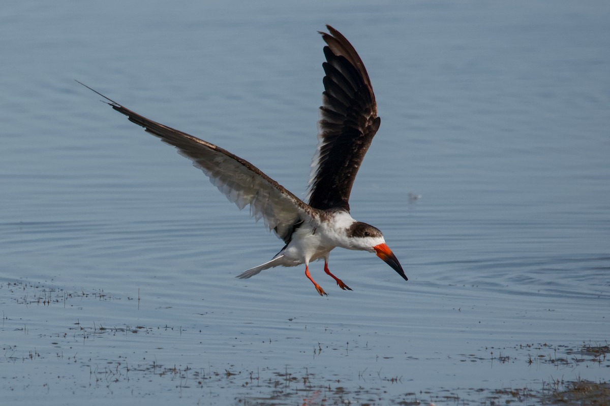 Black Skimmer - ML643168647