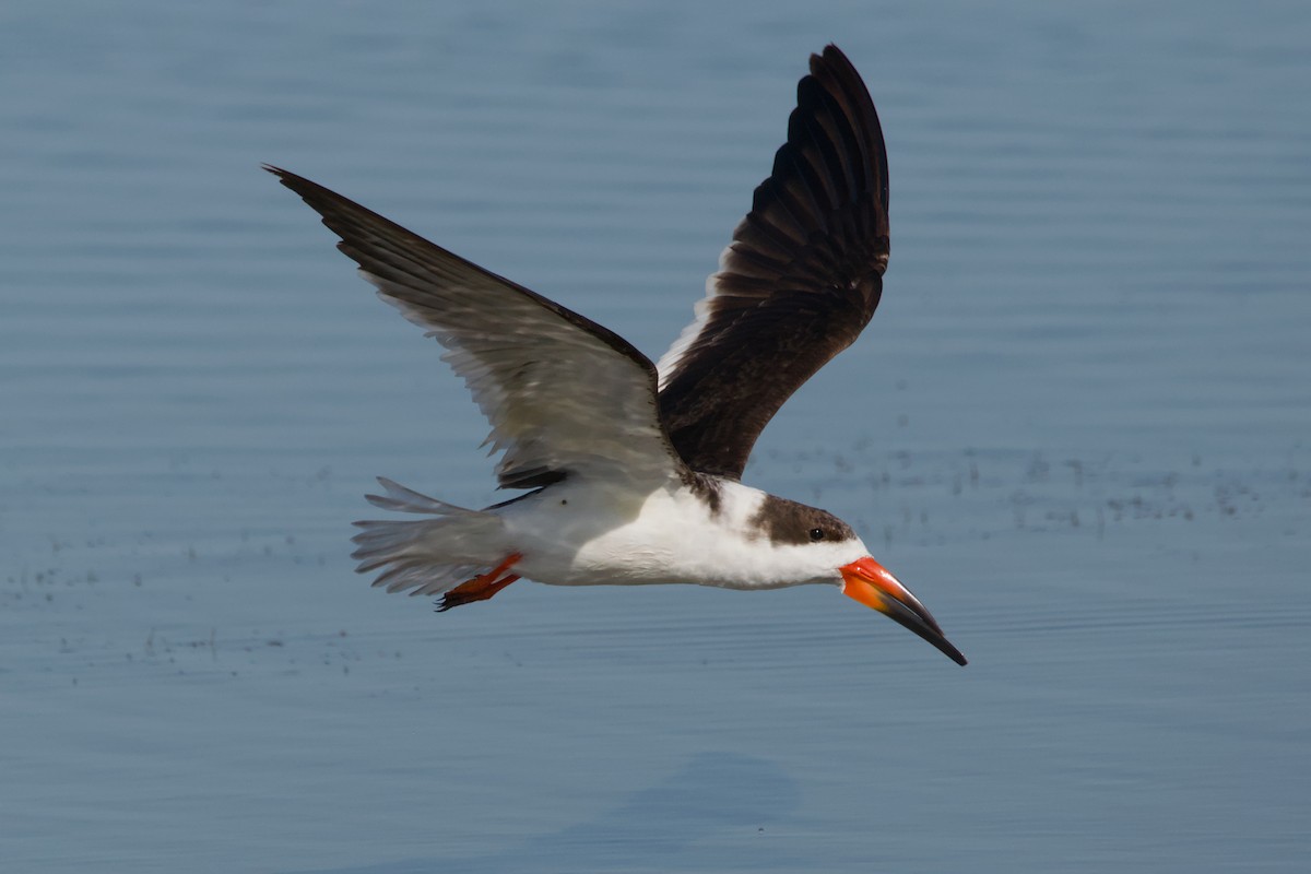 Black Skimmer - ML643168652