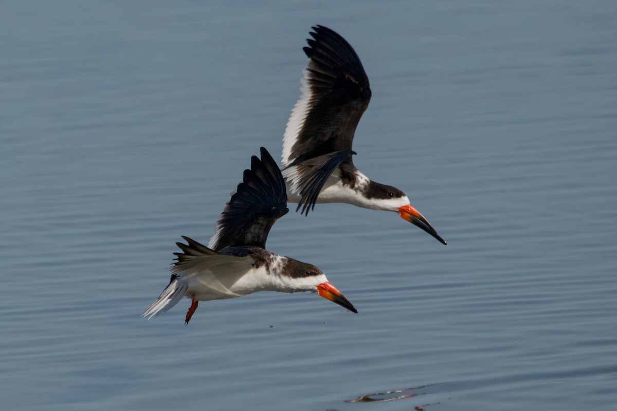 Black Skimmer - ML643168653