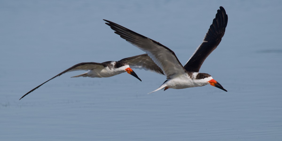 Black Skimmer - ML643168654