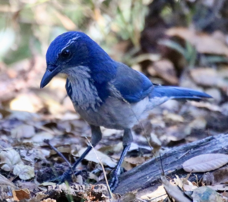 California Scrub-Jay - ML643168658