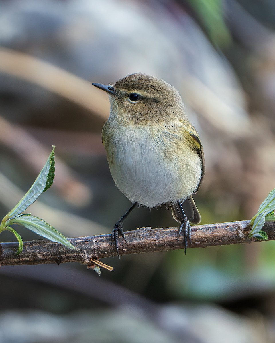 Common Chiffchaff - ML643168659