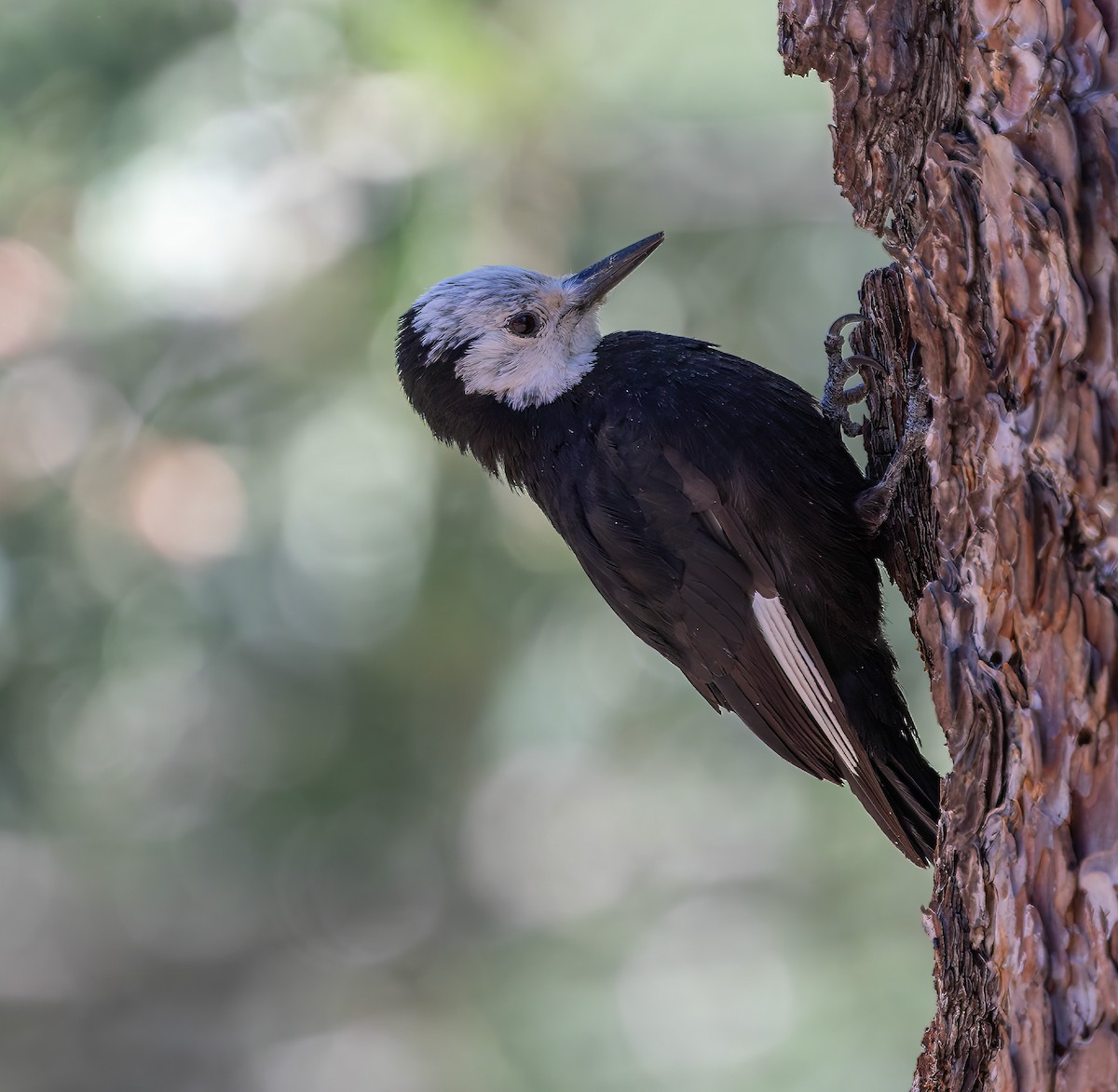 White-headed Woodpecker - ML643168670