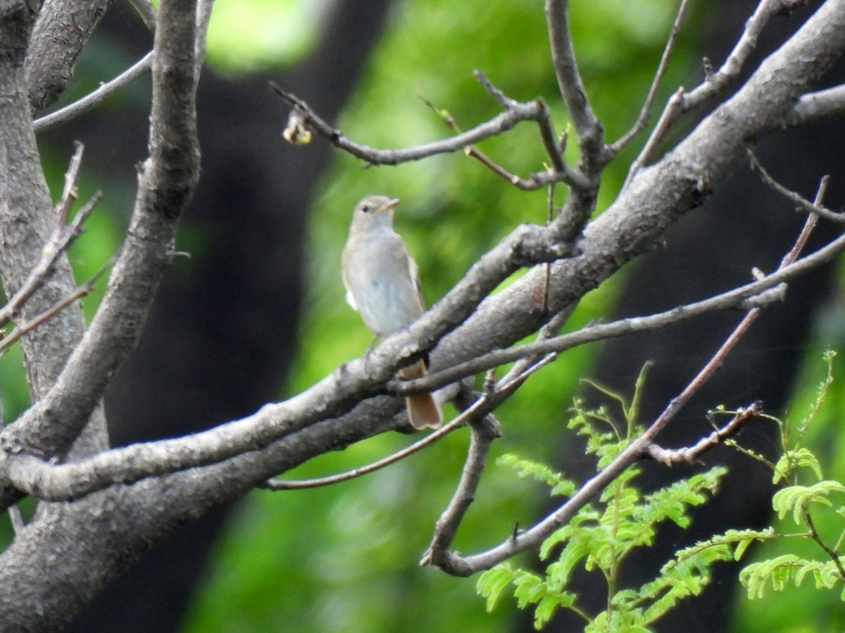 Rusty-tailed Flycatcher - ML643168674