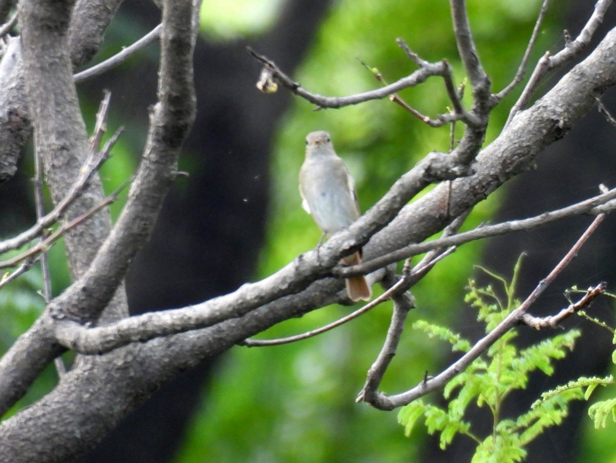 Rusty-tailed Flycatcher - ML643168675