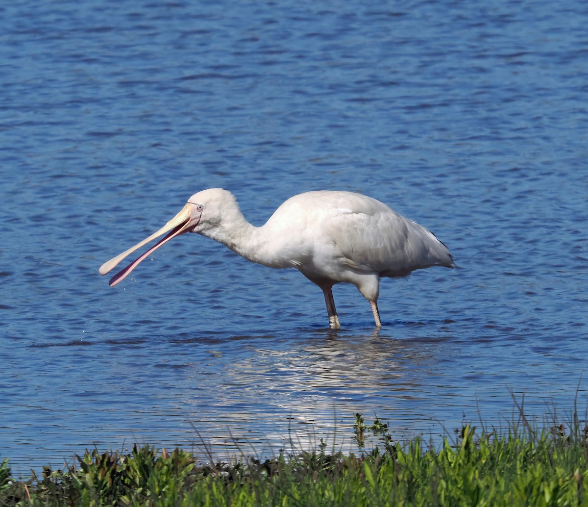 gulnebbskjestork - ML643168684