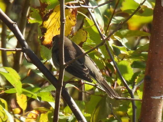 Dark-eyed Junco - ML643168699