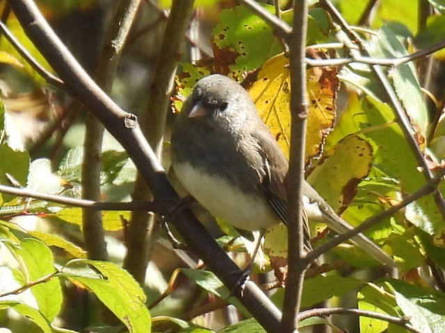 Dark-eyed Junco - ML643168700