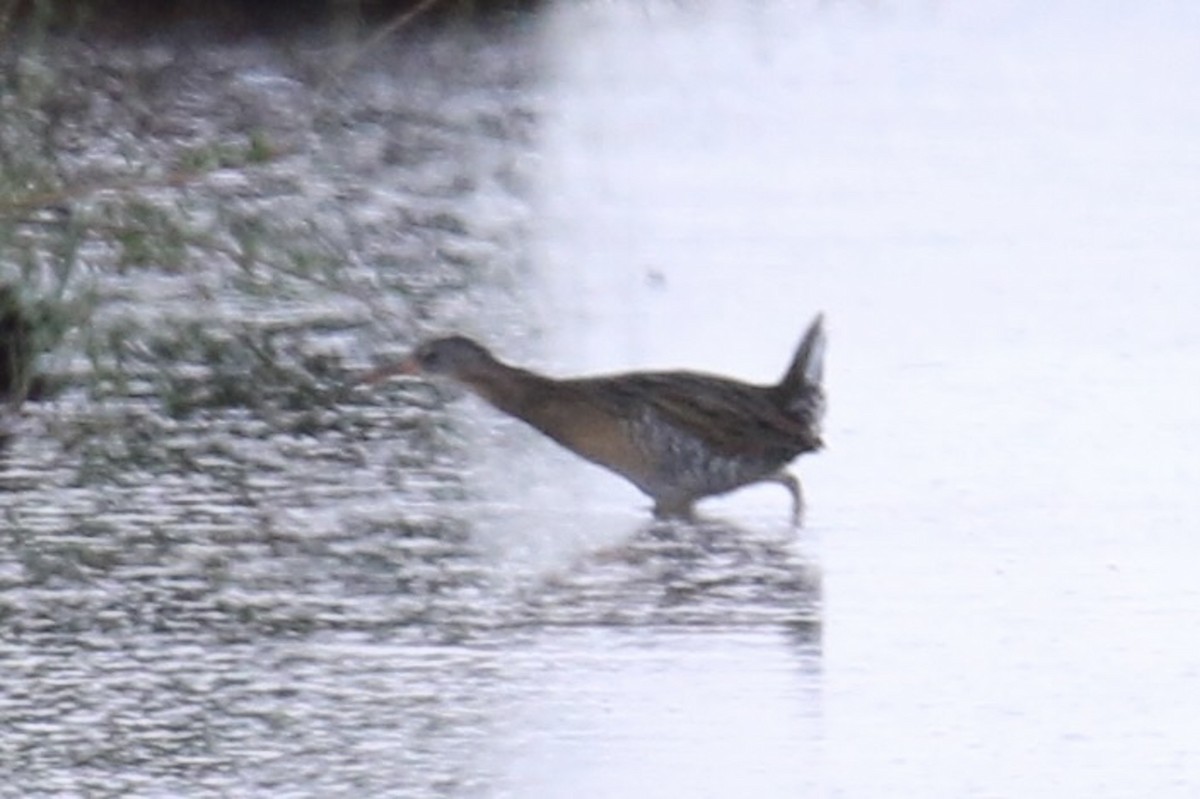 Clapper Rail - ML643168703