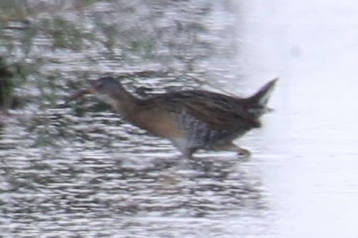 Clapper Rail - ML643168704