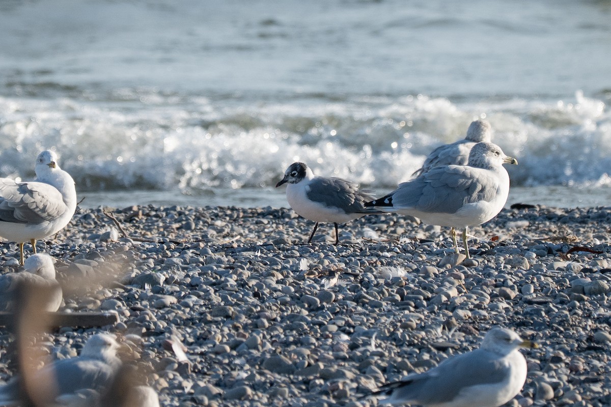 Franklin's Gull - ML643168707