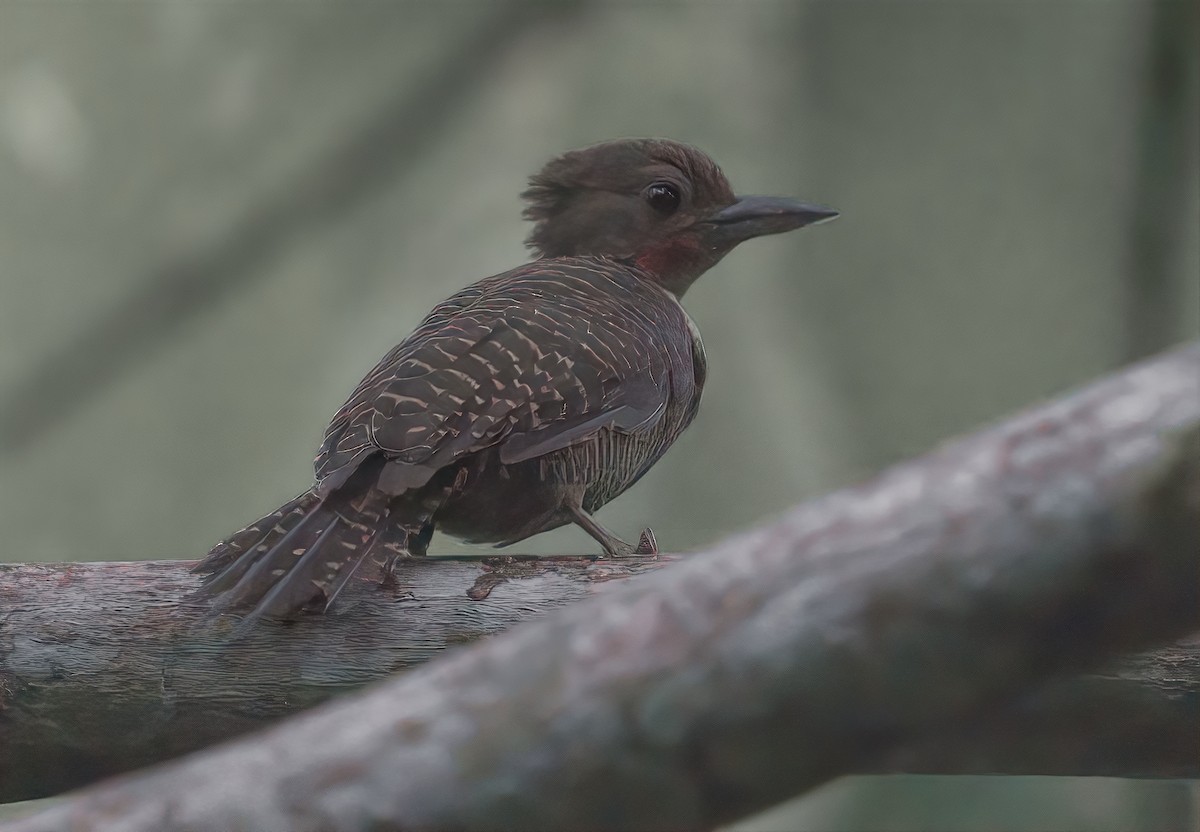 Buff-necked Woodpecker - ML643168728