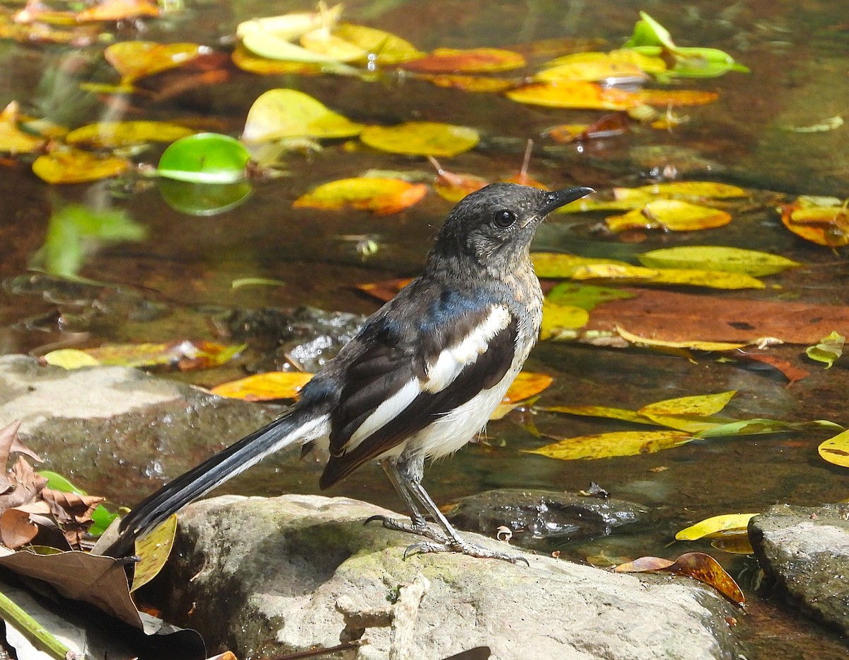 Oriental Magpie-Robin - ML643168738