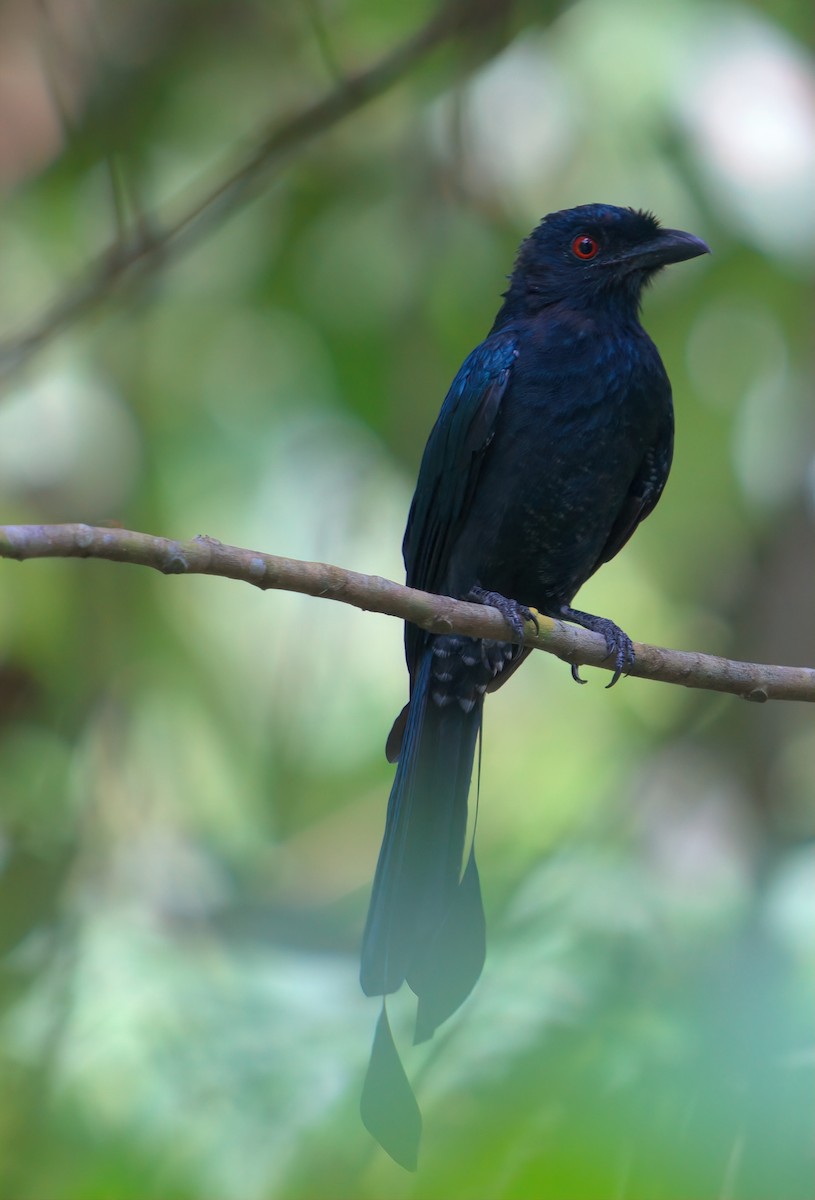 Greater Racket-tailed Drongo - ML643168776