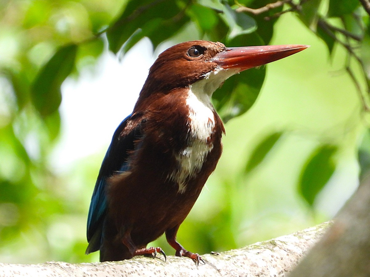 White-throated Kingfisher - ML643168794