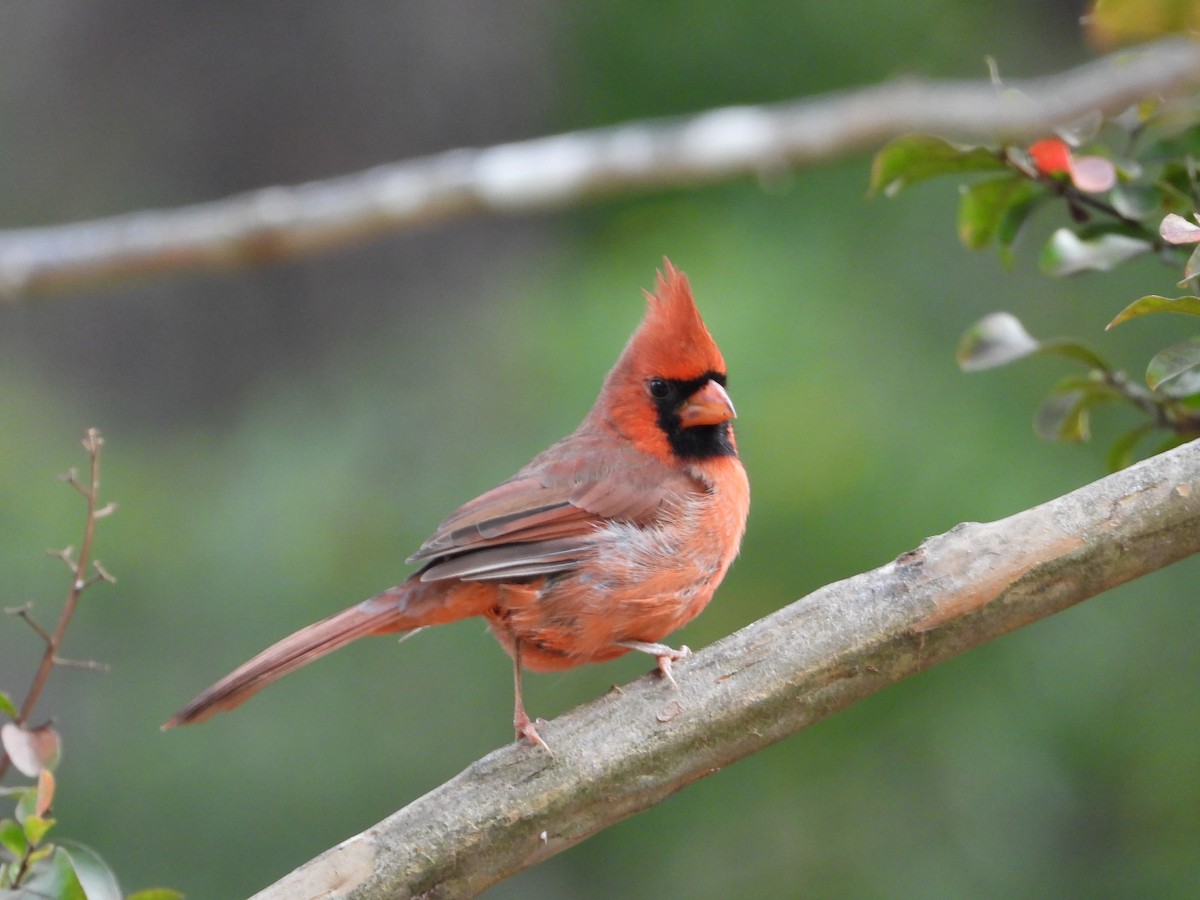 Northern Cardinal - ML643168796