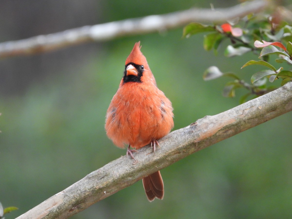 Northern Cardinal - ML643168797