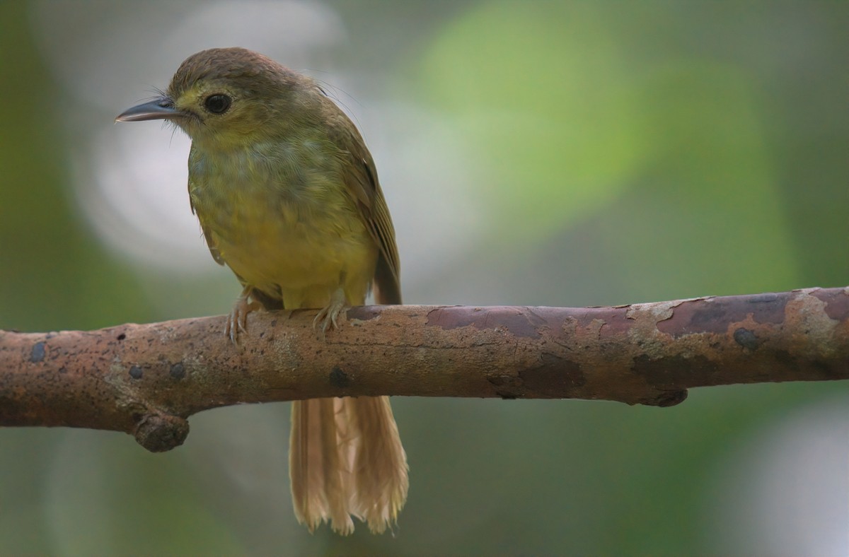 Hairy-backed Bulbul - ML643168820