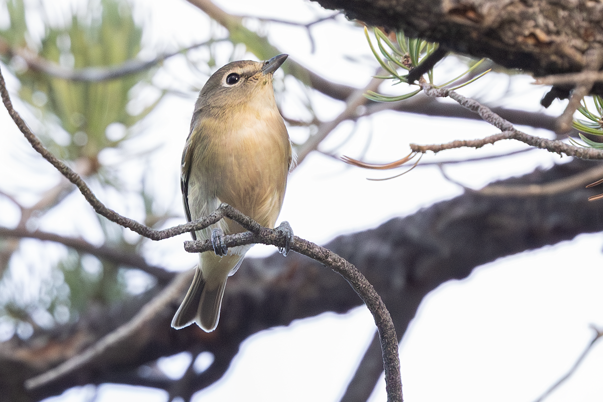 Vireo de Cassin - ML643168821