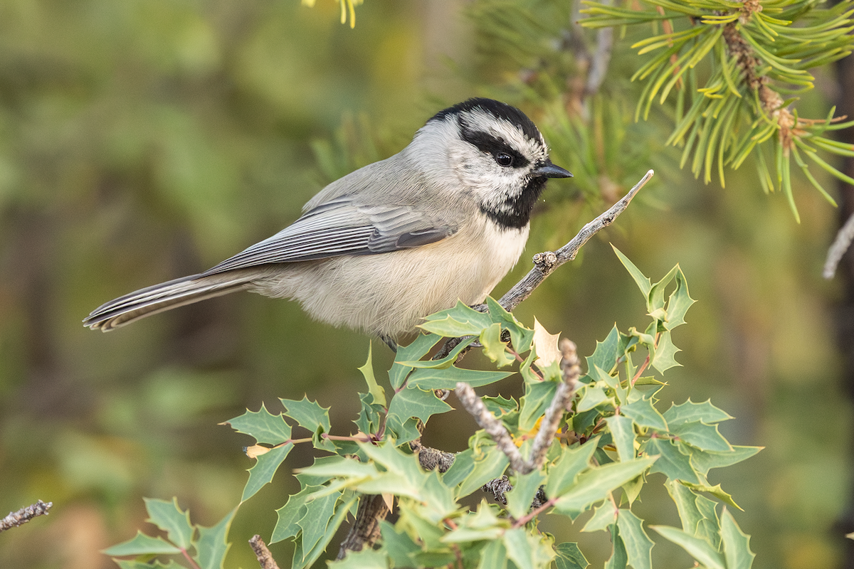 sýkora horská - ML643168828