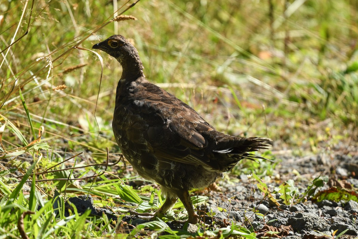 Sooty Grouse - ML643168835