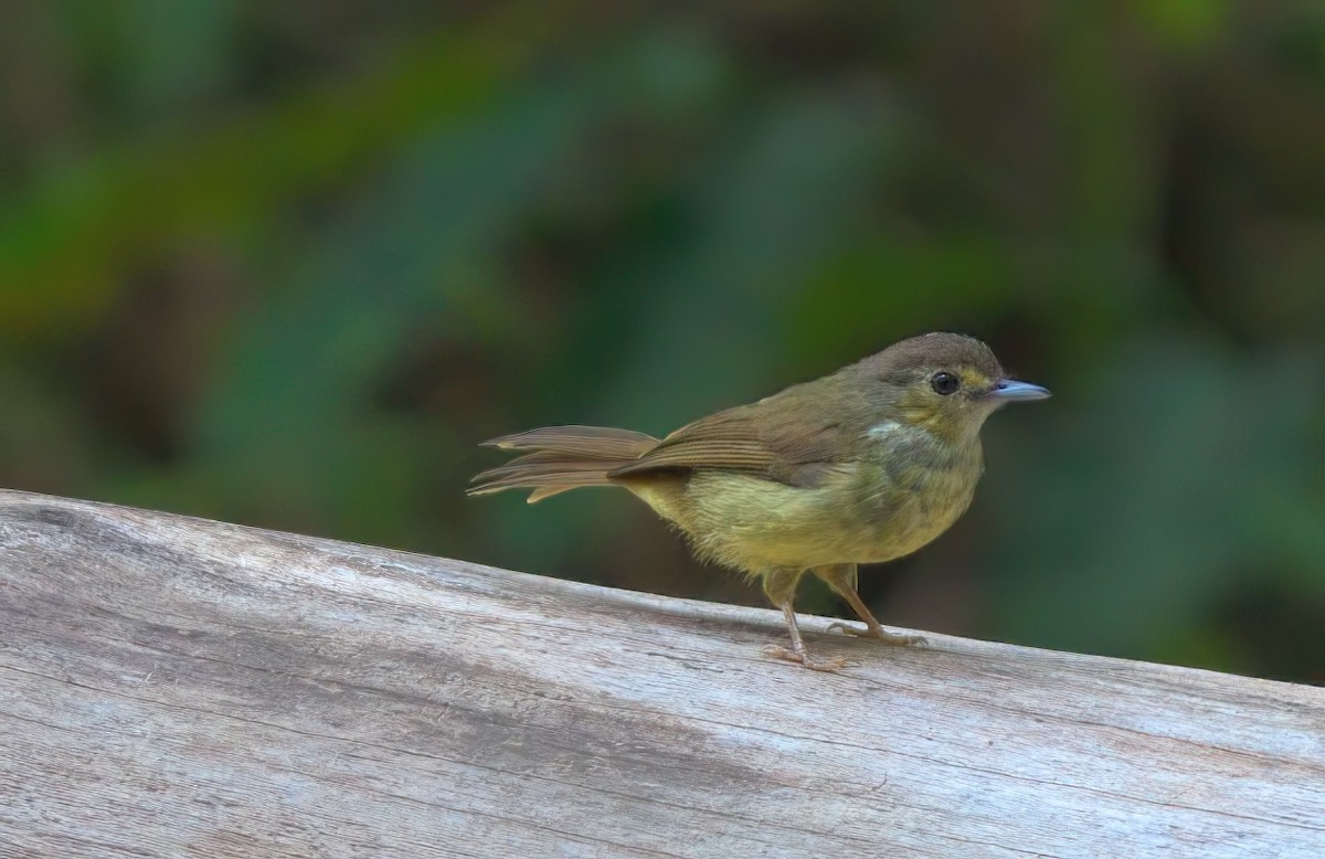 Hairy-backed Bulbul - ML643168853
