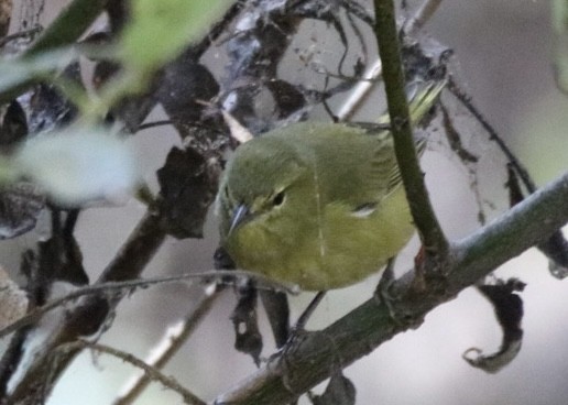 Orange-crowned Warbler - ML643168862