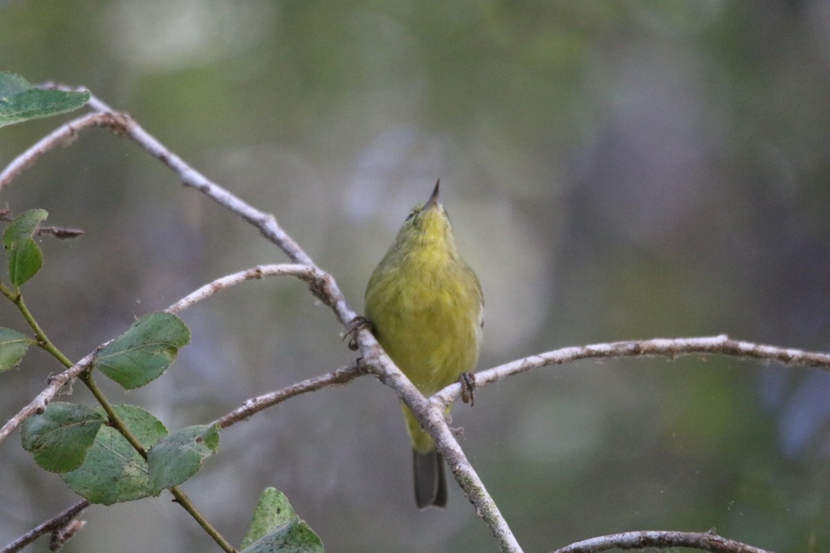 Orange-crowned Warbler - ML643168863