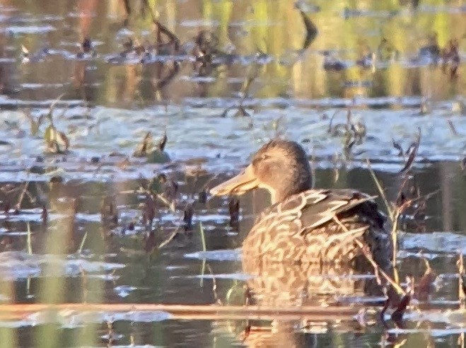 Northern Shoveler - ML643168864