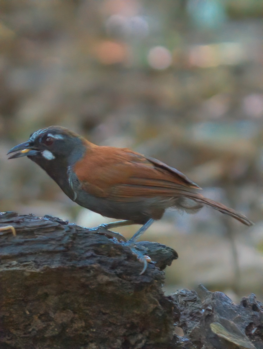 Black-throated Babbler - ML643168874